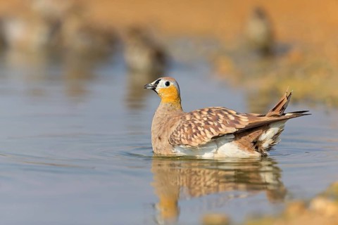 Crowned flying fowl, (Pterocles coronatus), North America, Middle East, family of flying fowl,