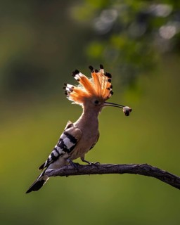 Hoopoe (Upupa epops) Bird of the Year 2022, male with caterpillar as a wedding present for the