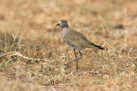 Senegal Lapwing (Vanellus lugubris) on field, Uganda