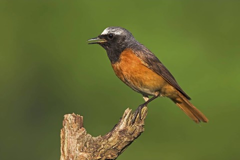 Common Redstart (Phoenicurus phoenicurus) male, Baden-Wuerttemberg, Germany