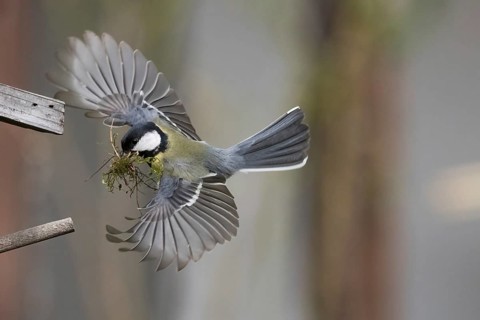 A great tit (Parus major) in flight with wings spread and moss in its beak for nest building,