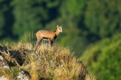 Chamois (Rupicapra rupicapra) youngster on a meadow in the Vosges Mountains, wildlife, France