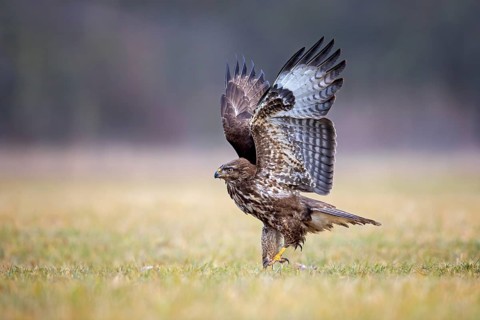 Common Buzzard (Buteo buteo), Saxony-Anhalt, Germany