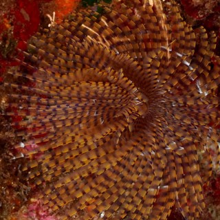 Close-up of a complex, spiral featherworm pattern of screwworms (Sabella spallanzanii) in warm