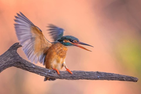Common Kingfisher (Alcedo atthis) female, Saxony-Anhalt, Germany