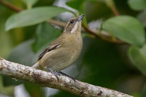 Western Spindalis (Spindalis zena) perched on a branch in Cuba