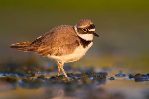 Little Ringed Plover (Charadrius dubius) foraging in the mud, Poland