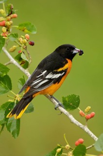 Baltimore Oriole (Icterus galbula) male, Texas, USA