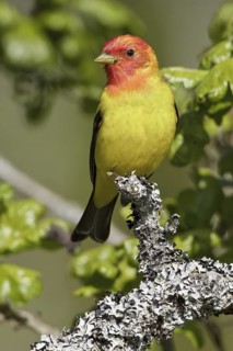 Western Tanager (Piranga ludoviciana) male, British Columbia, Canada