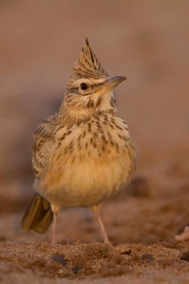 Maghreb Lark - Maghreb Lerche - Galerida macrorhyncha, ssp. macrorhyncha, Morocco, adult