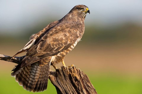 Mäusebussard, Common Buzzard, Buzzard, Eurasian Buzzard, Buteo buteo, Buse variable, Busardo