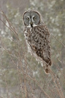 Great Grey Owl (Strix nebulosa), Maine, USA