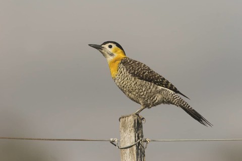 Campo Flicker (Colaptes campestris) female, Corrientes, Argentina