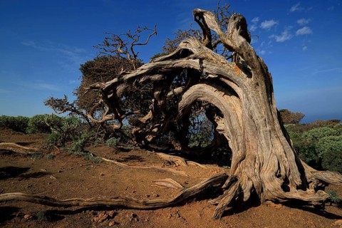 Canary Islands, El Hierro, Juniper tree, El Hierro, Canary Islands, Spain