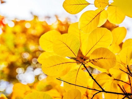The color of autumn trees and leaves, Bodnant Garden, Conwy River, Colwyn Bay, Conwy, Wales, United