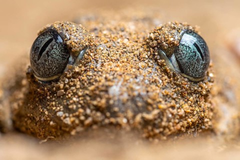 A detailed close-up of a common spadefoot toad, Pelobates cultripes, camouflaged with sand,
