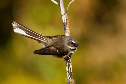 New Zealand Fantail (Rhipidura fuliginosa), Te Wahipounamu, South Island, New Zealand