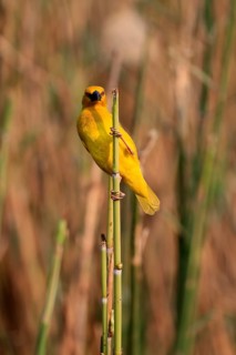 Eastern golden weaver (Ploceus subaureus), adult, male, auto-waiting, alert, preparing nest, Saint