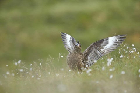 Great Skua (Stercorarius skua) calling, Dovrefjell, Norway
