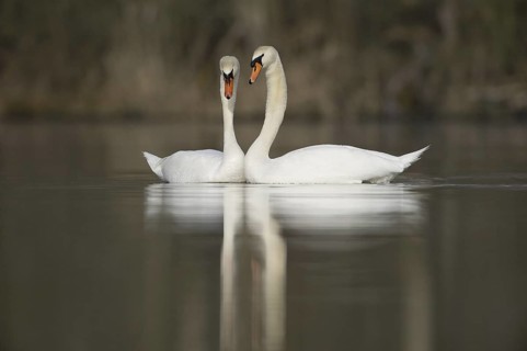 Mute Swan (Cygnus olor), Saxony, Germany