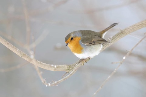 European Robin (Erithacus rubecula), Thuringia, Germany