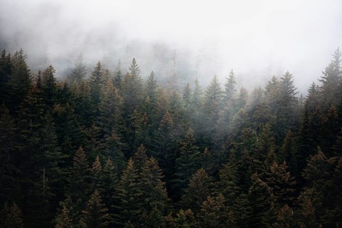 Dense forest on mountain slopes, mystical fog sweeping through the forest, Kenai Fjords National
