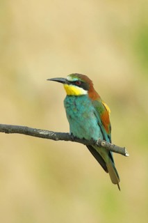 Bee-eater (Merops apiaster) sitting on a branch, side view, Rhineland-Palatinate, Germany