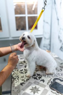 Groomer's hands gently combing a happy white maltese held securely during a professional grooming
