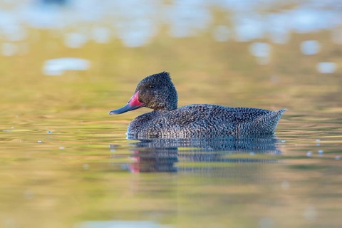 Freckled Duck (Stictonetta naevosa) male, Victoria, Australia