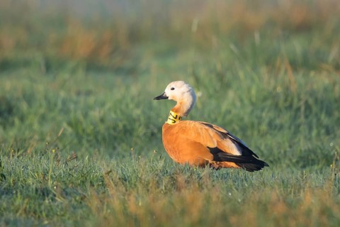 Ruddy Shelduck (Tadorna ferruginea) ringed female, North Rhine-Westphalia, Germany