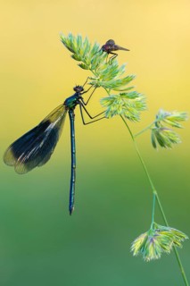 Banded Demoiselle (Calopteryx splendens) male in sunset, Lower Saxony, Germany