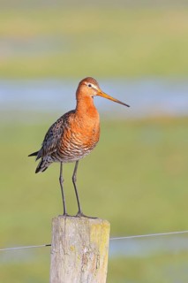 Black-tailed godwit (Limosa limosa) standing on a post, snipe birds, wildlife, nature photography,