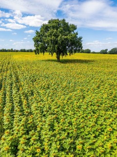Aerial view, drone photo: Field with sunflowers and a single tree, Ueckermünde, Szczecin Lagoon,