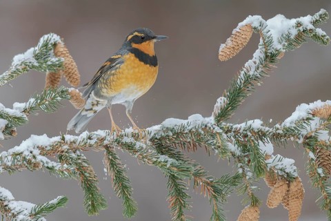 Varied Thrush (Ixoreus naevius) perched on a snowy branch, Alaska, USA