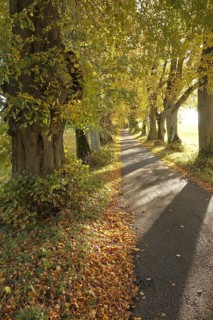 Kurfürstenallee with 200-year-old lime trees (Tilia platyphyllos) near Marktoberdorf, Ostallgäu,