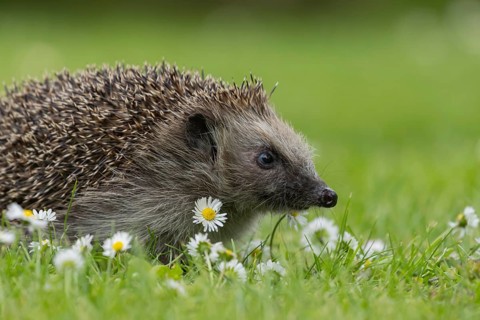 European hedgehog (Erinaceus europaeus) adult animal on a garden grass lawn with daisy flowers in