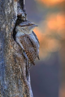 Eurasian wryneck (Jynx torquilla) at the breeding den, courtship display, woodpecker, Middle Elbe