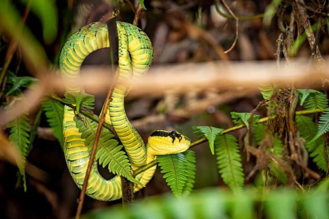 Yellow and green snake slithering through dense tropical vegetation and leaves, Ceylon lance adder