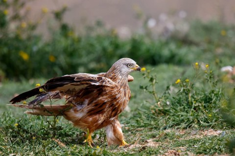 Red Kite (Milvus milvus), Spain