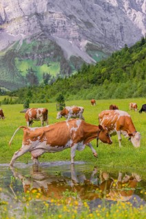 Holstein Friesian cattle crosses a puddle in a green meadow. A reflection of the cows and the
