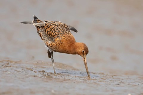 Black tailed godwit (Limosa limosa) adult male wading bird in summer plumage feeding on a mudflat,