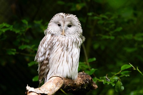 Ural owl (Strix uralensis) sitting on a branch, Bavaria, Germany