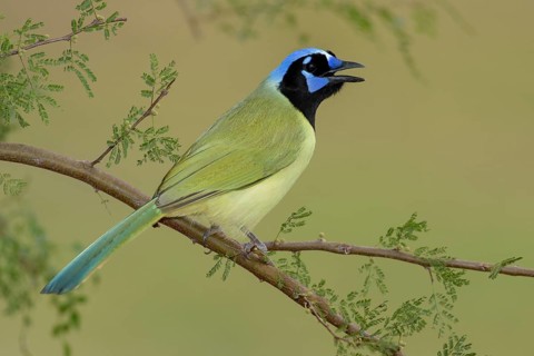 Green Jay (Cyanocorax luxuosus) calling, Texas, USA