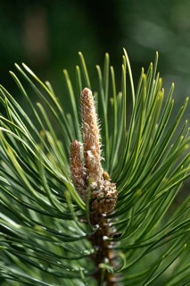 Detailed close-up of a dwarf pine showcasing its vibrant green needles and developing cones. The