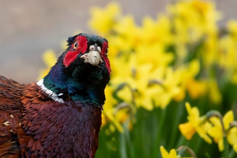 Common pheasant (Phasianus colchicus) adult male game bird head portrait, England, United Kingdom