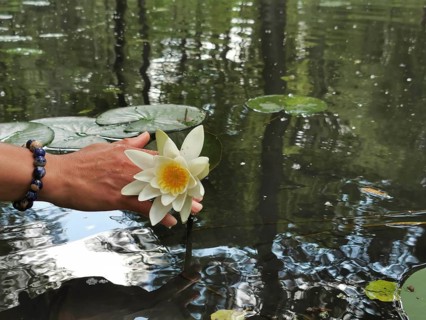 Hand holding a water lily (nymphaea) over water with reflections, Spreewald Biosphere Reserve