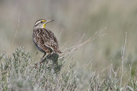 Western Meadowlark (Sturnella neglecta), Alberta, Canada