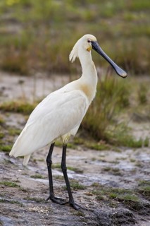 Eurasian Spoonbill (Platalea leucorodia), Texel, Netherlands