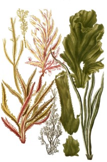 Botany, plants, lithophyton, various variants, genus of soft corals in the family Nephtheidae