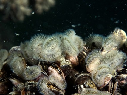 Freshwater moss animals (Cristatella mucedo) grow on a cluster of quagga triangular mussels